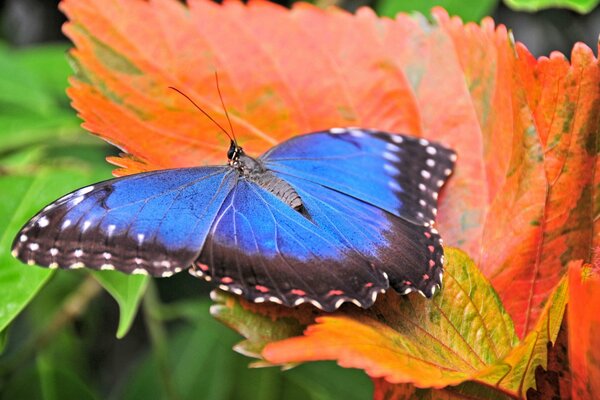 A blue butterfly on an orange leaf