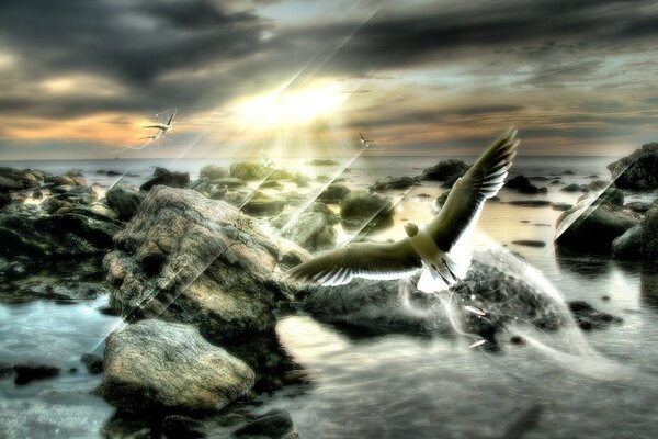 The flight of a seagull in the sunset