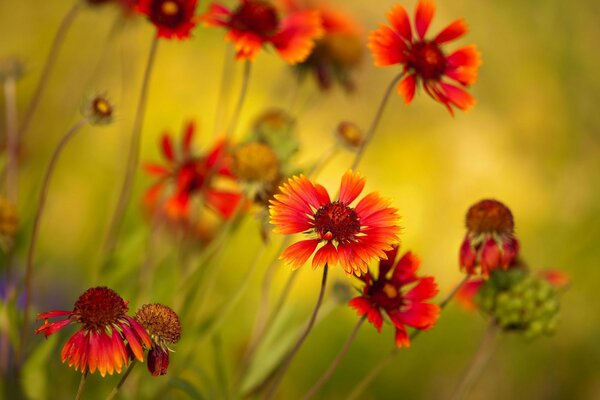 Flores silvestres rojas brillantes