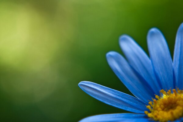 A flower with blue petals on a green background