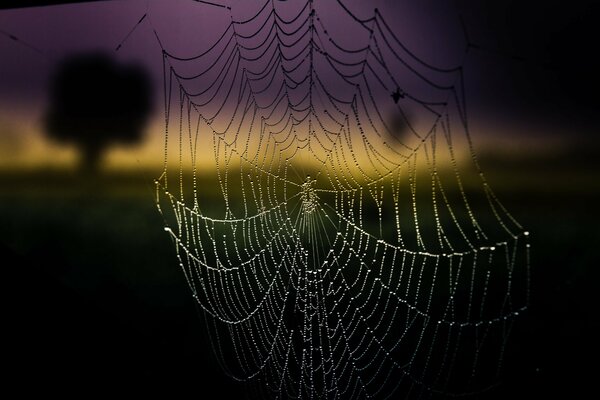 Amanecer. Gota de rocío en la telaraña