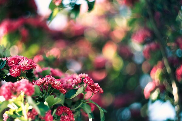 Baum mit rosa Blüten