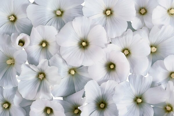 Delicate background of white flowers