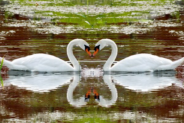 Yes , the swan is reflected on the water