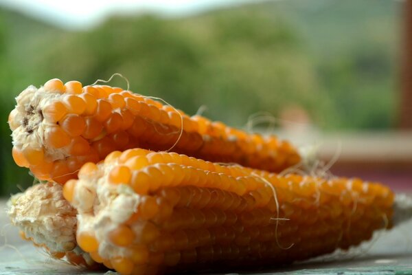 Orange harvest is always welcome