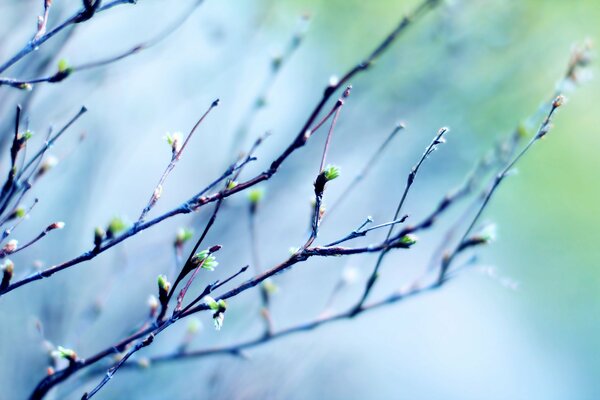 Tree branches with buds on the sky background