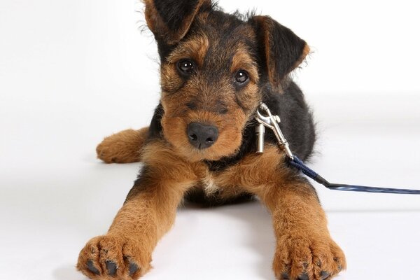 Divertido perrito airedale terrier con correa