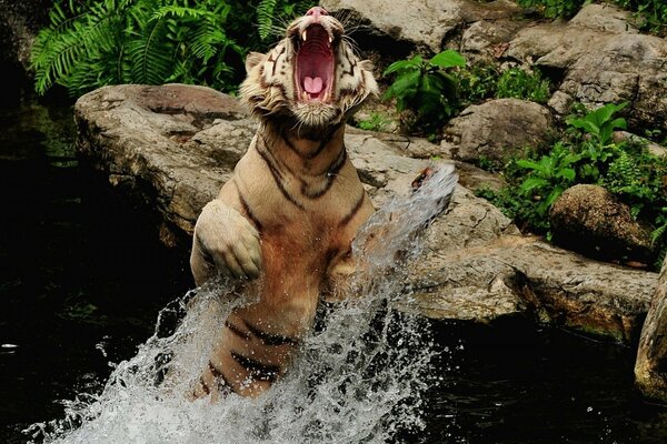 Tigre che salta fuori dall acqua sullo sfondo delle rocce