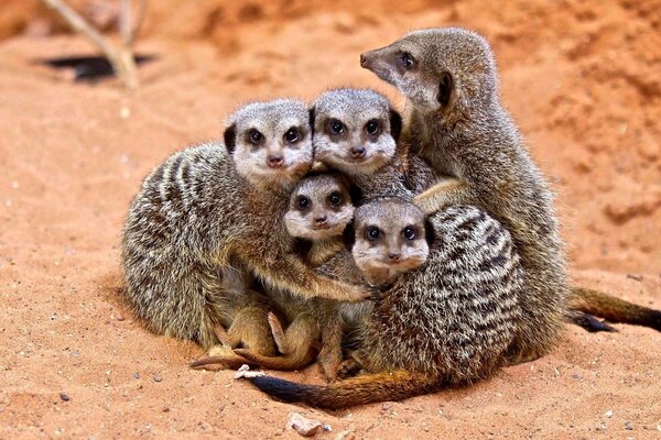 Suricata familia posando en la cámara