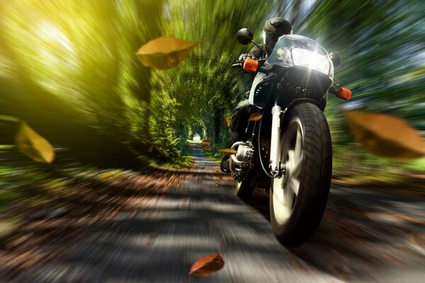 A motorcyclist on a motorcycle rushes among nature