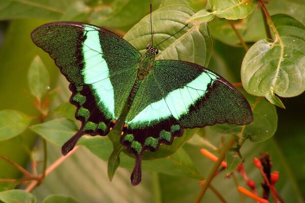 Beautiful green butterfly on the background of foliage