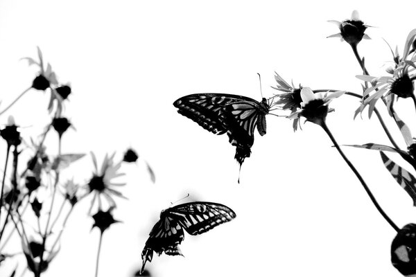 Two butterflies flutter between daisies