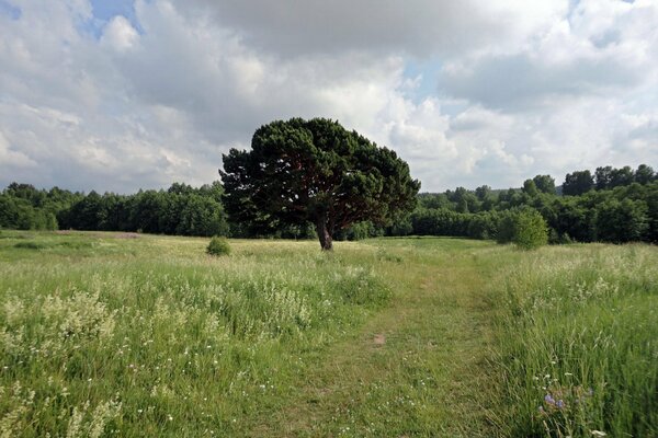 Grassy path through the meadow into the forest