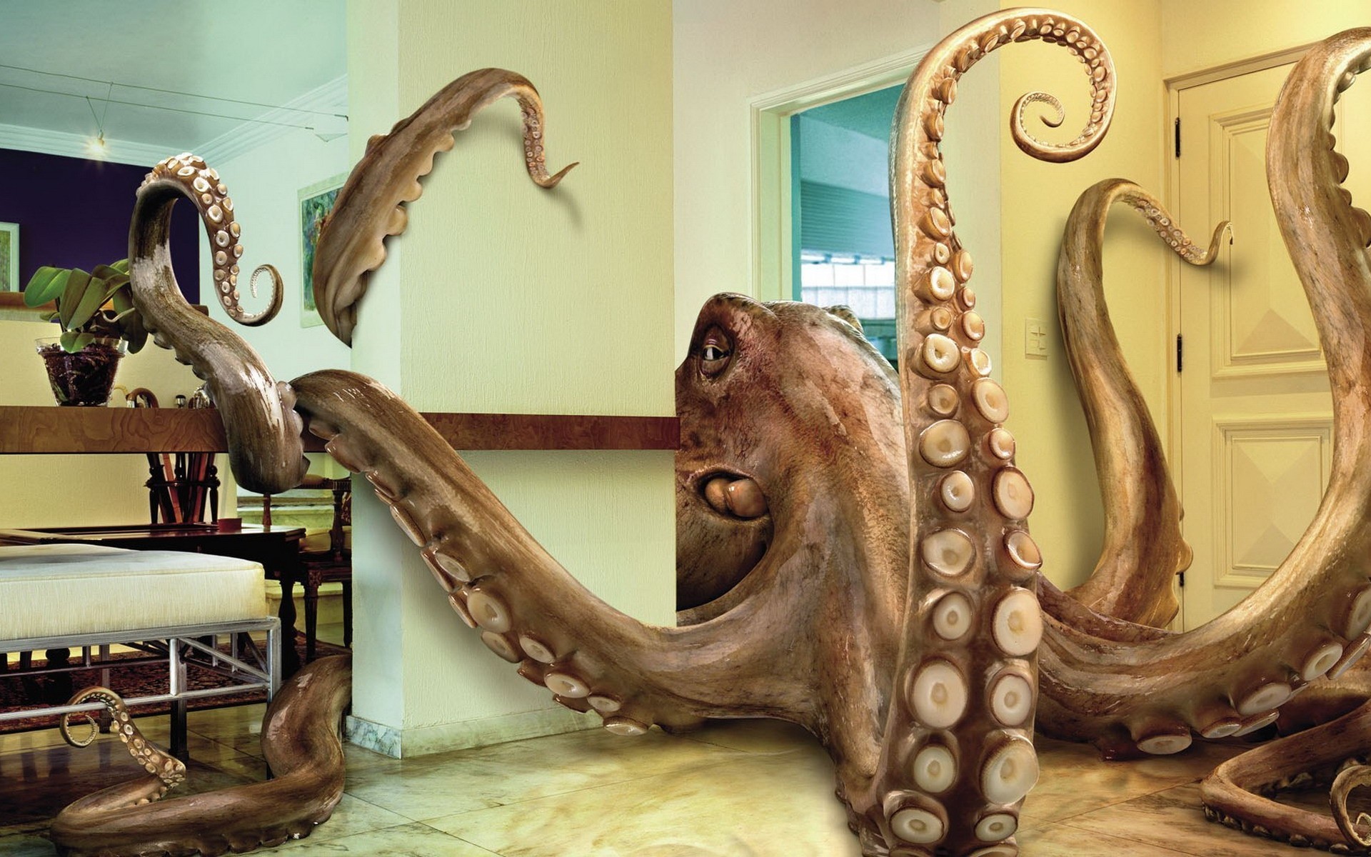 octopus apartment tentacle