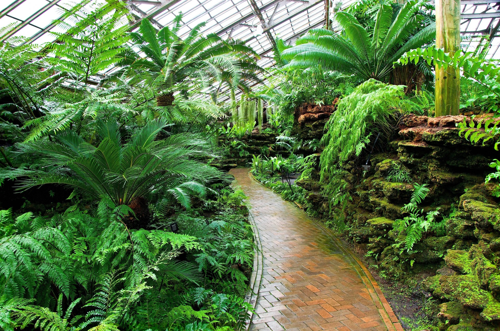 giardino botanico piante palme