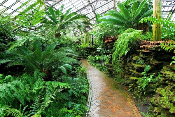 Fotografia di piante nel giardino botanico