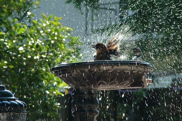 A bird in the fountain creates splashes