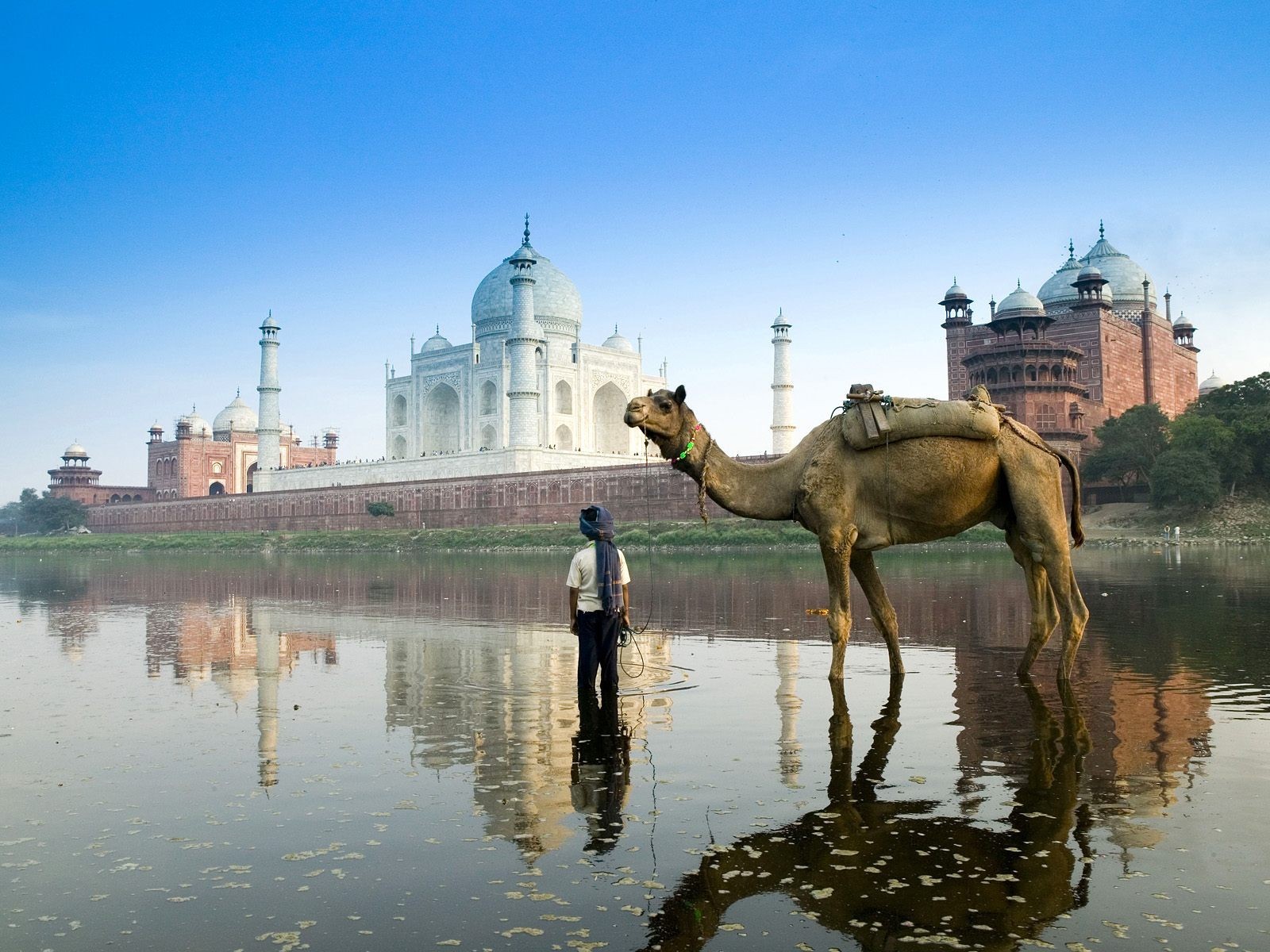 india camel taj mahal