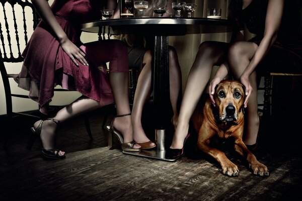 Chien sous la table derrière laquelle trois filles sont assises