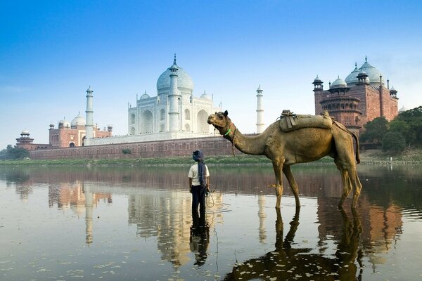 Wielbłąd na wodzie w Indiach Taj Mahal