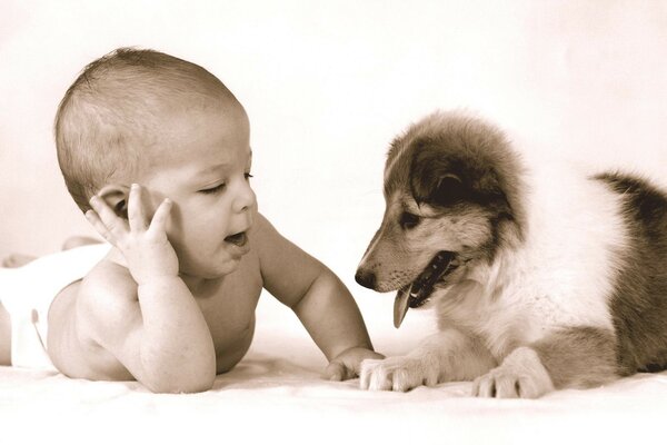 Bébé chat et joue avec chien