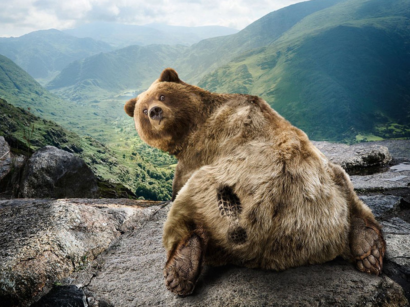 umorismo orso natura