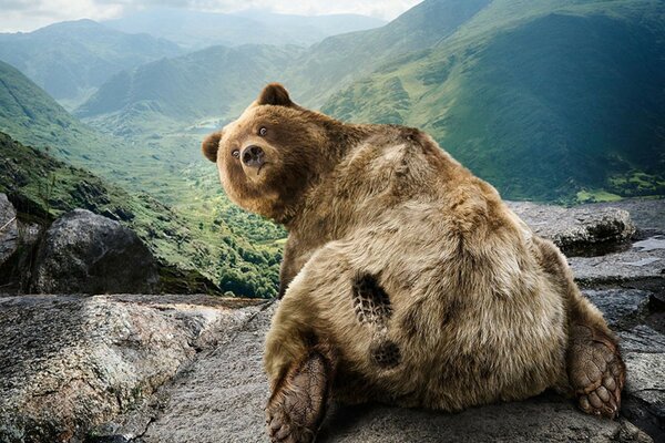 Oso sorprendido sentado en las rocas, naturaleza