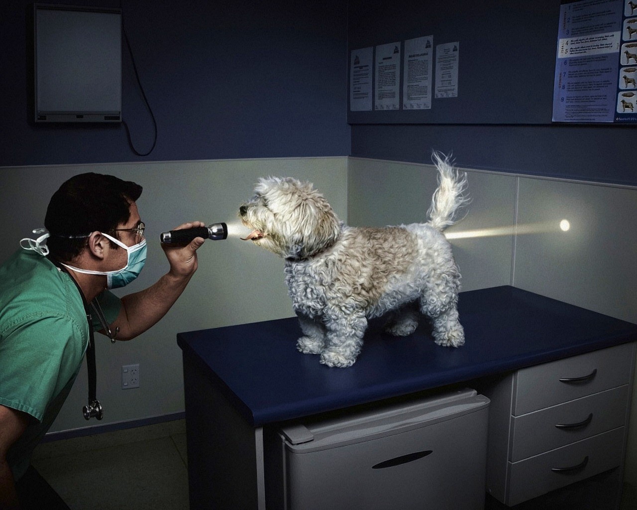 veterinario linterna luz