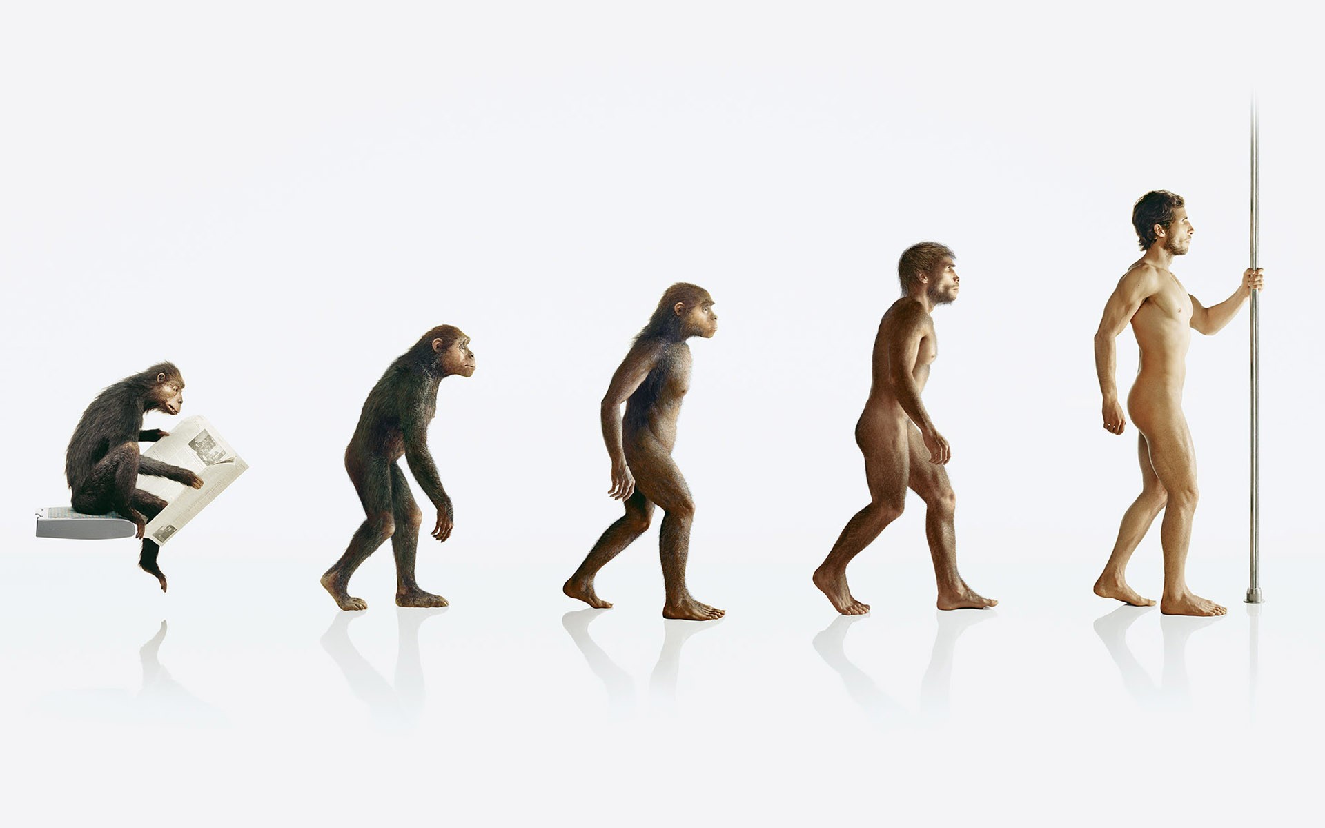 evolution affe mensch