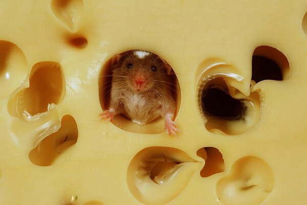 La souris au fromage avec des trous nous regarde