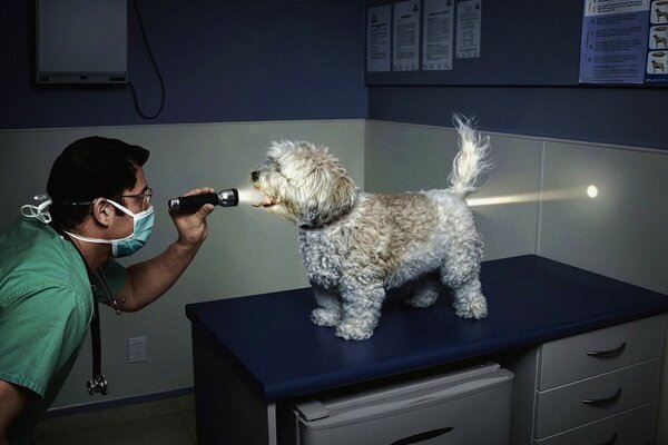 El veterinario brilla con una linterna