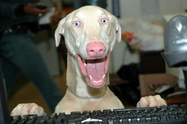 Chien chauve à l ordinateur souriant