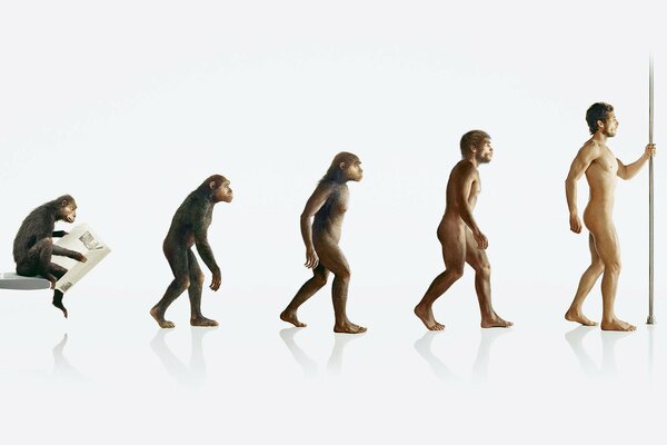 Imagen de la evolución del mono al hombre