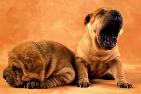 Zwei Sharpei-Welpen schlafen und gähnen