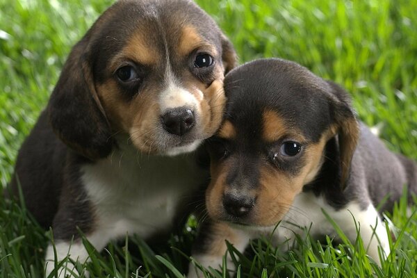 Deux chiots bruns sur l herbe