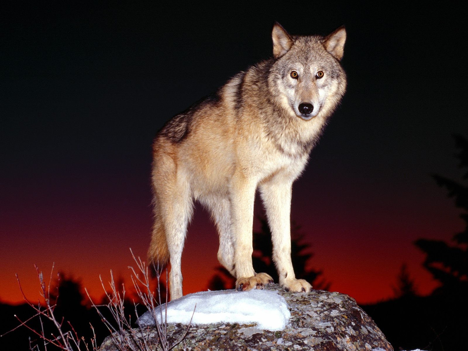 night predator wolf view