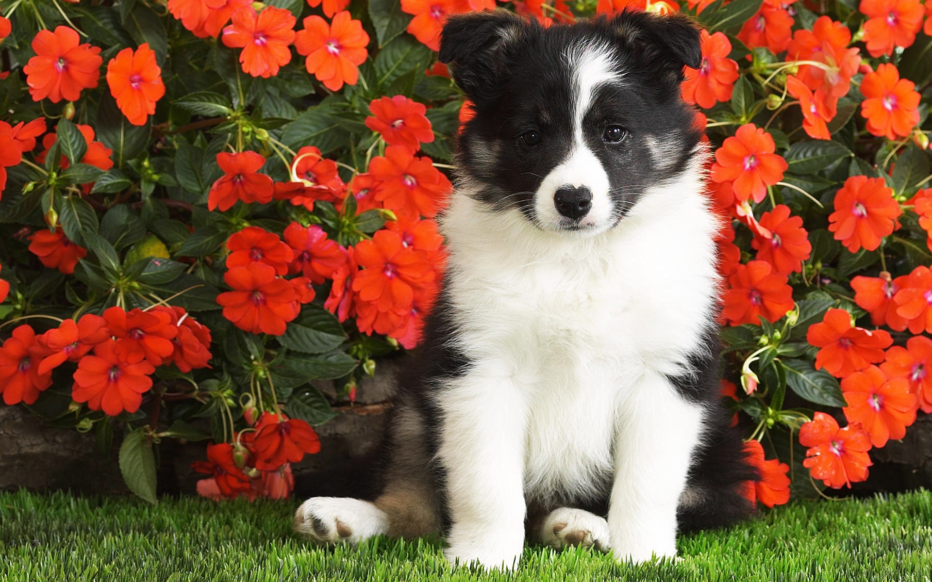 chiot fleurs oreille