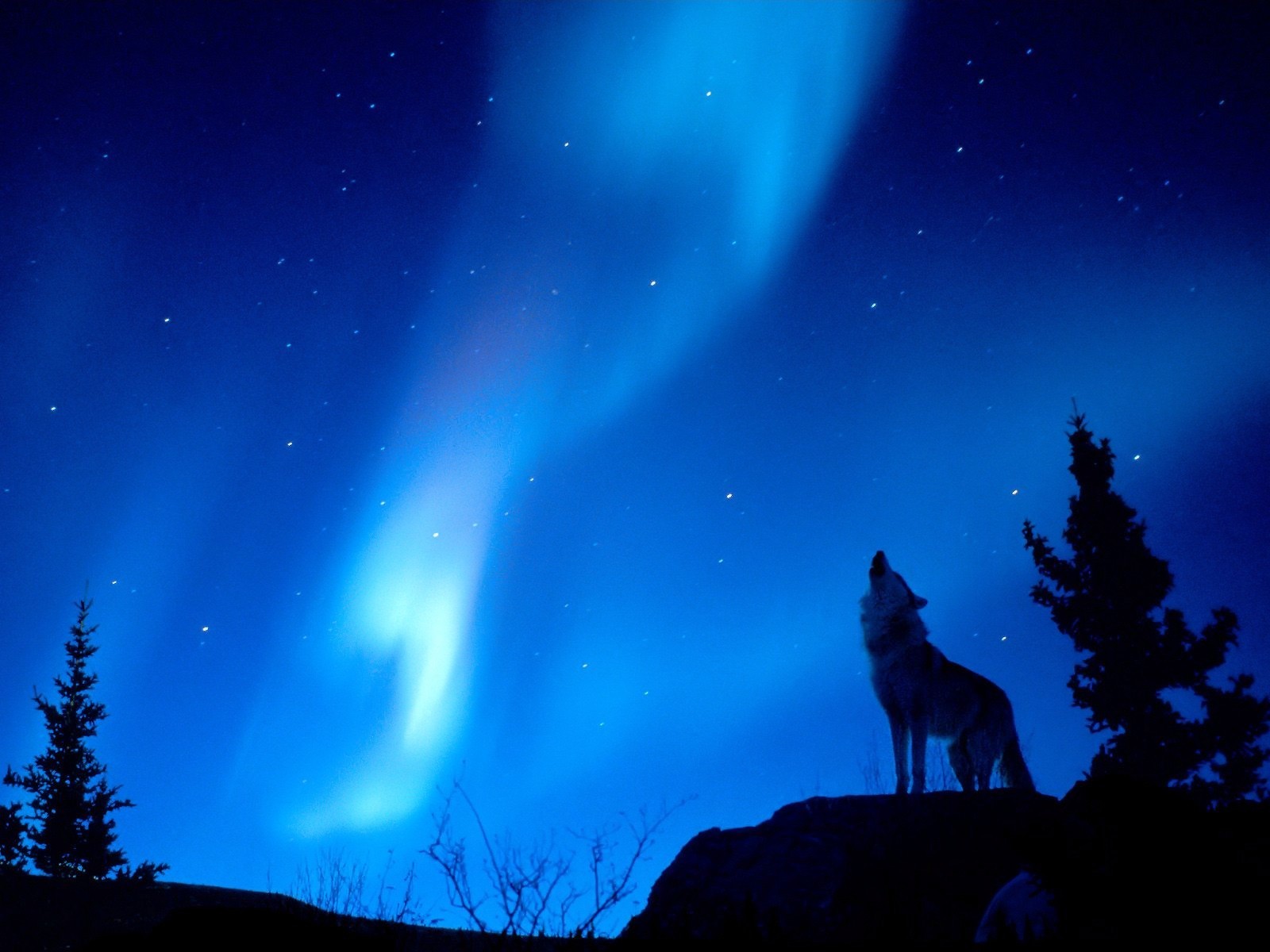 nacht wolf ausstrahlung wald