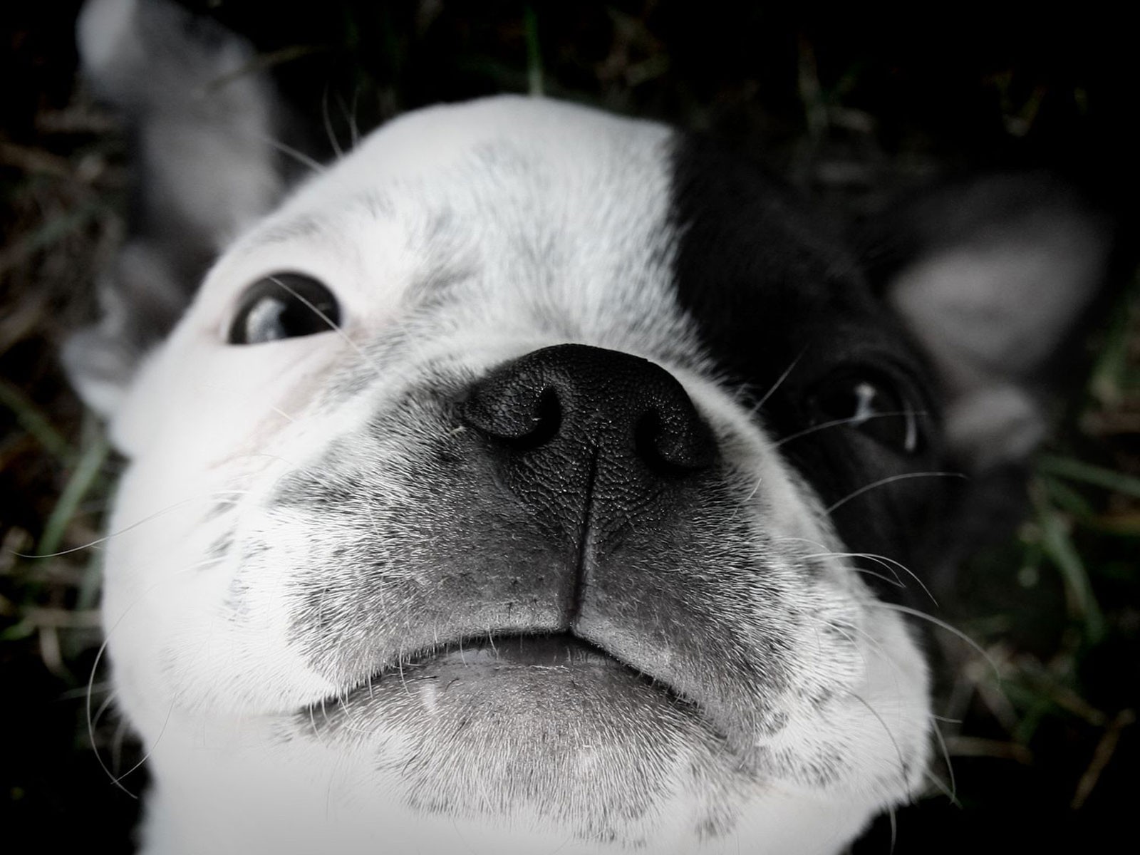 boston terrier szczeniak sen