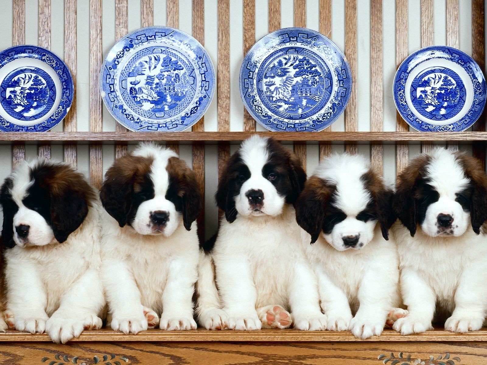 rangée chiots vaisselle assiettes étagère saint bernard