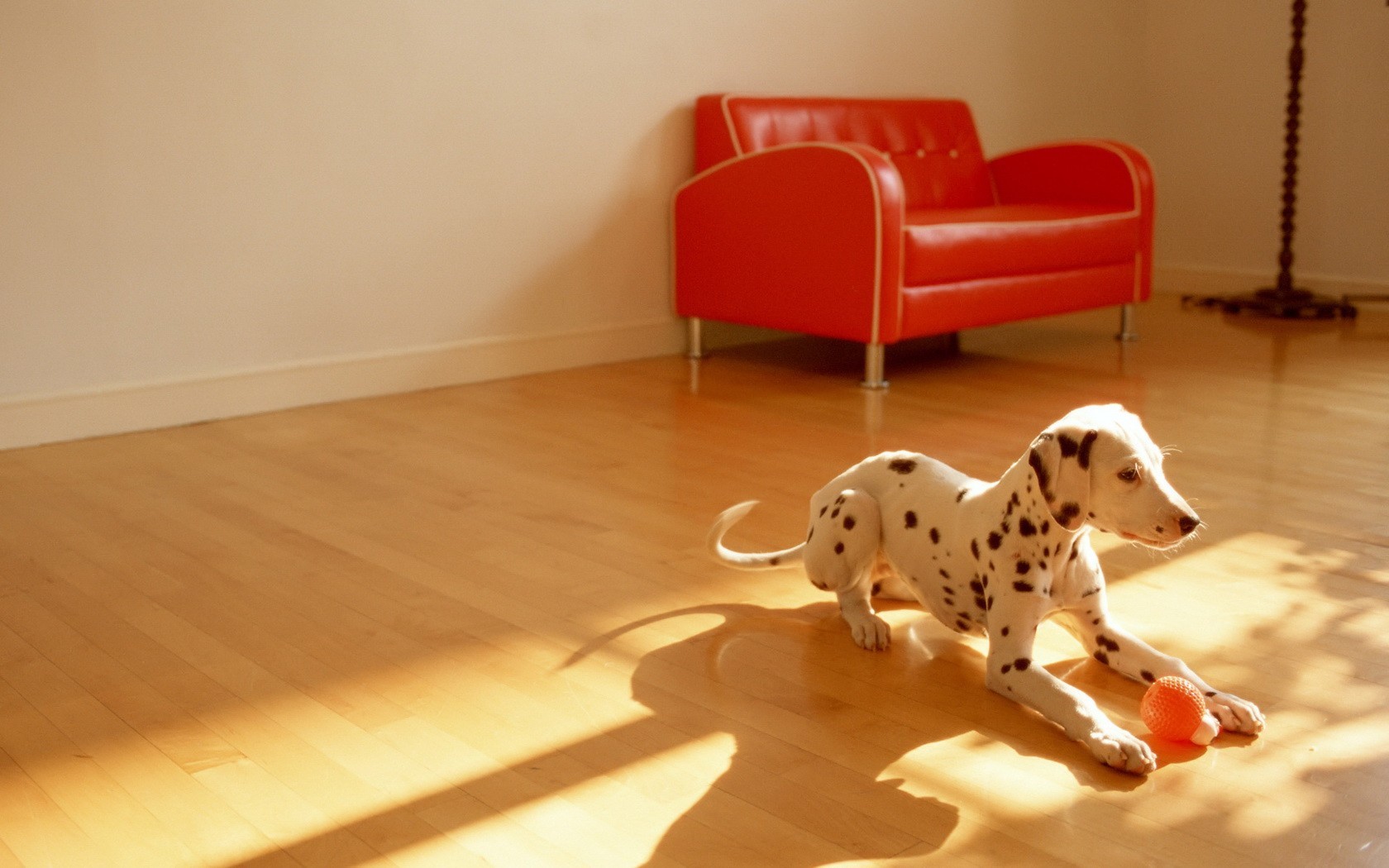 dálmata piso pelota silla