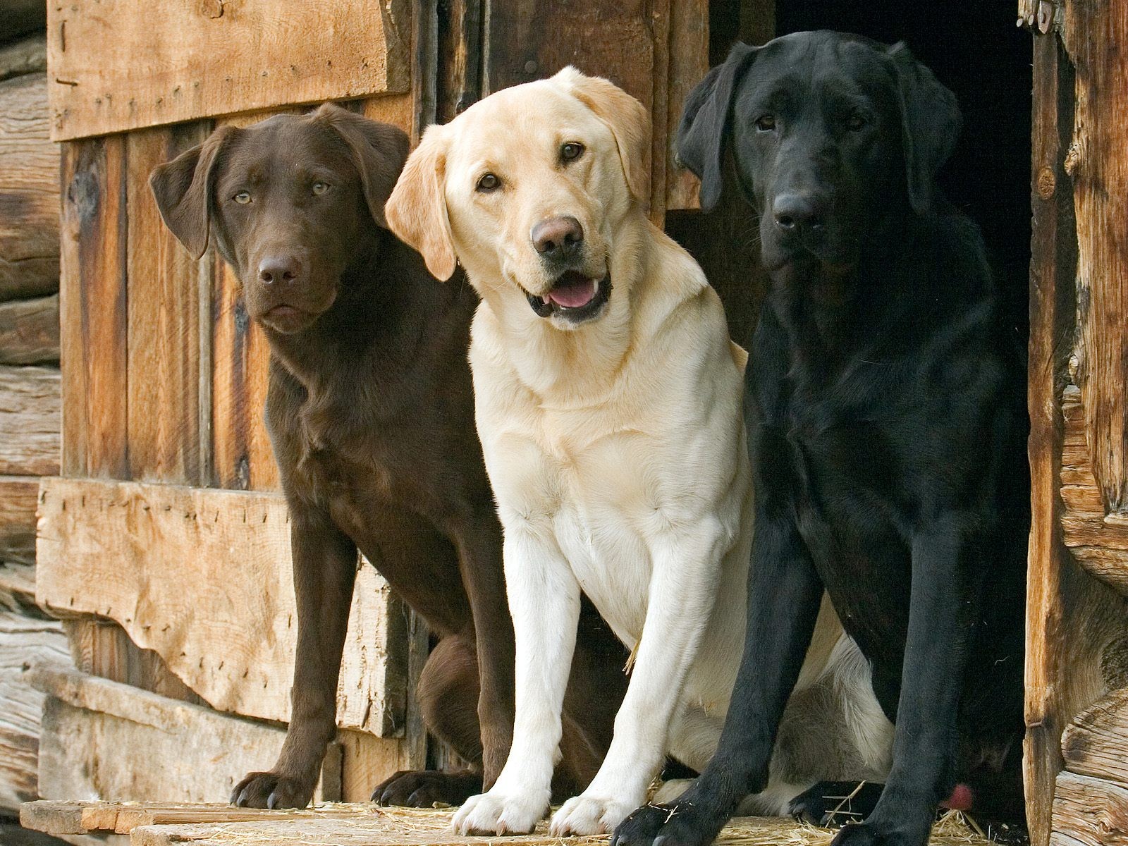 trio perros labrador