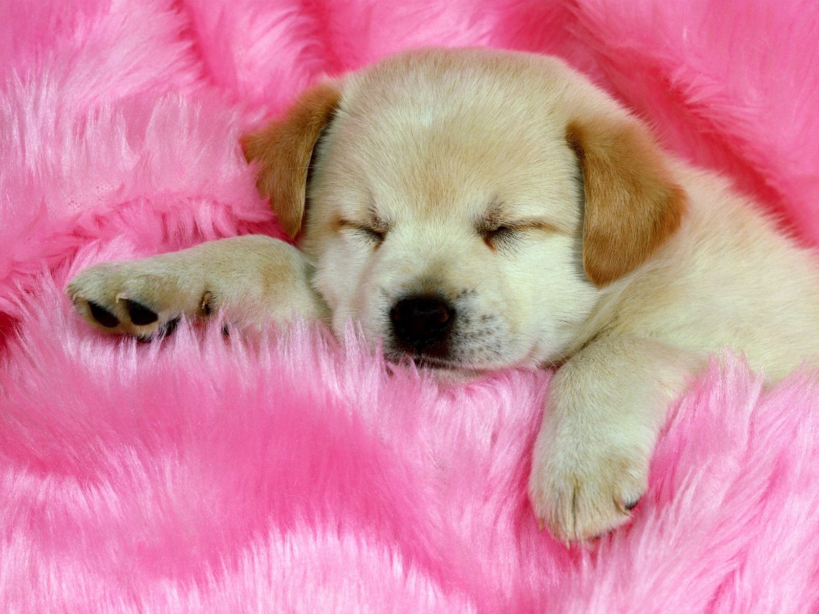 chiot mignon dormir rose