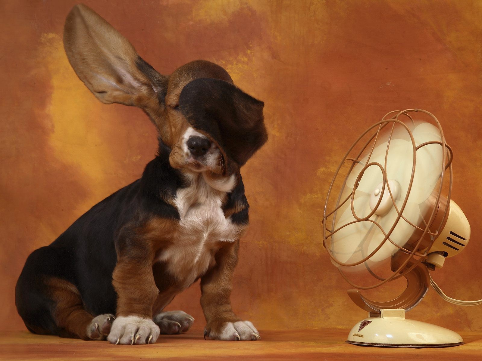 basset ventilatore orecchie