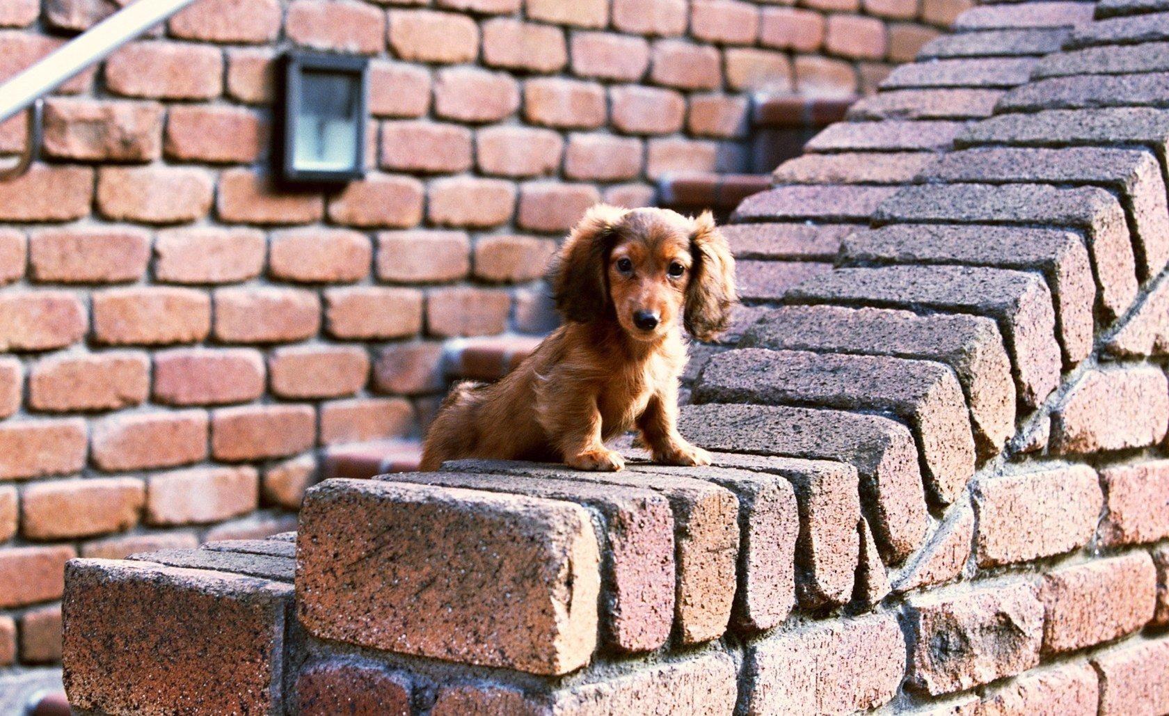 hund wand ziegelsteine blick