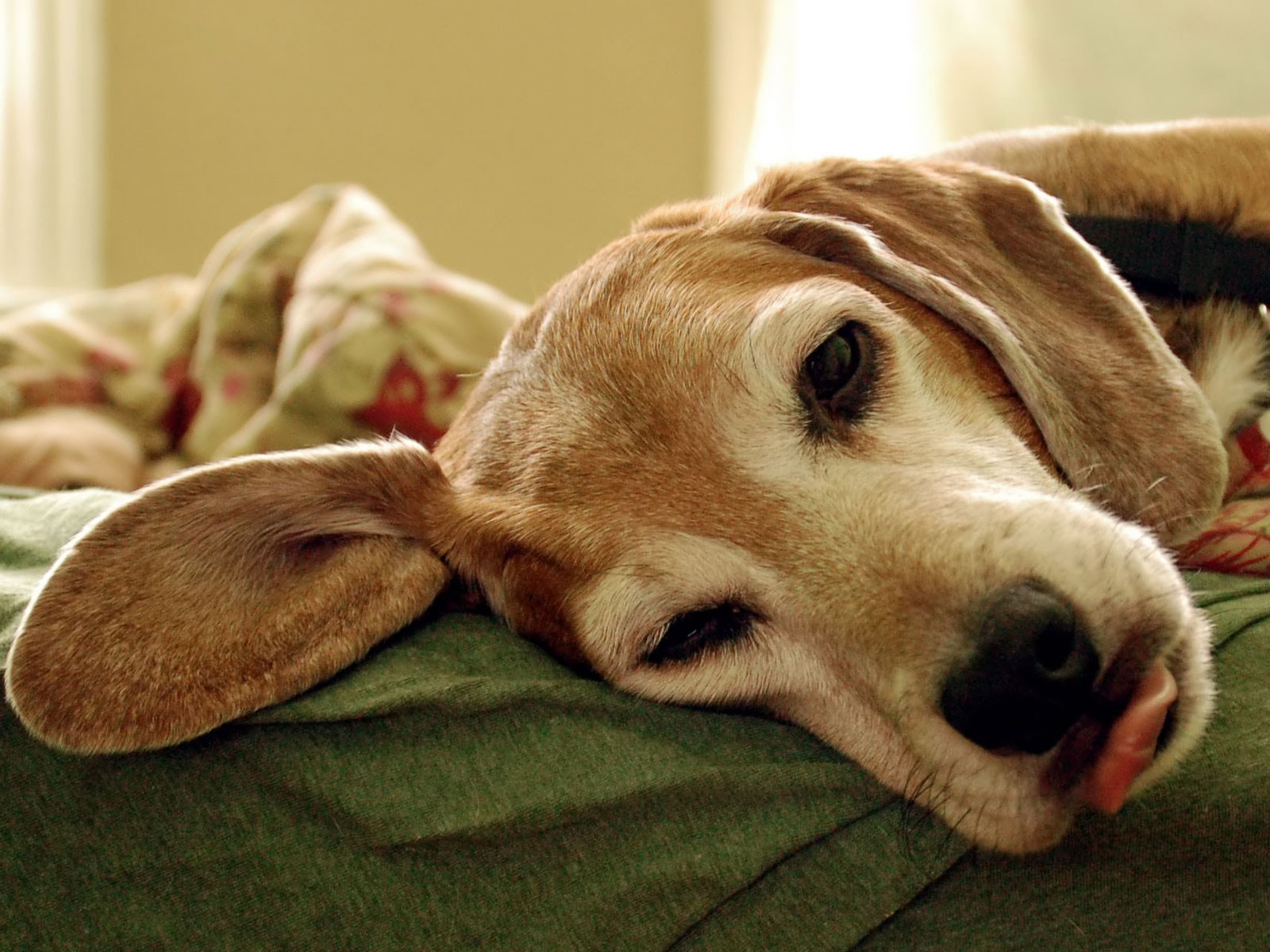 sonno orecchio lingua