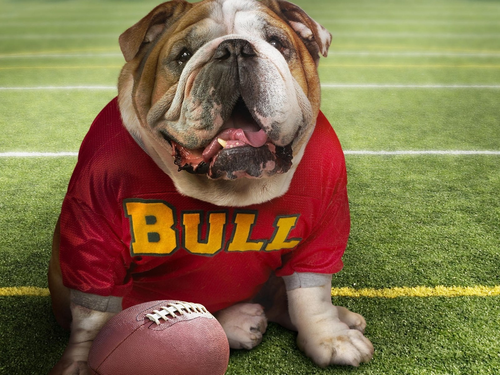 bulldogge ball fußball