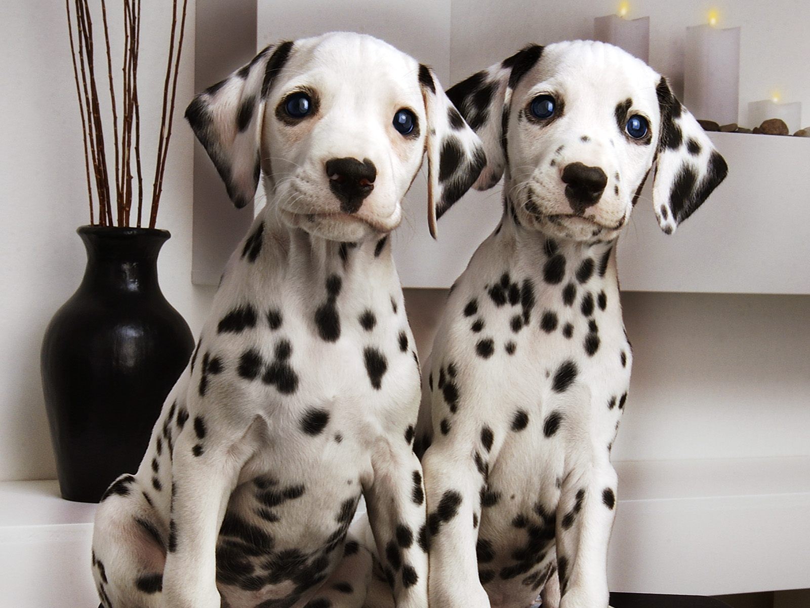 dalmatian the pair vase