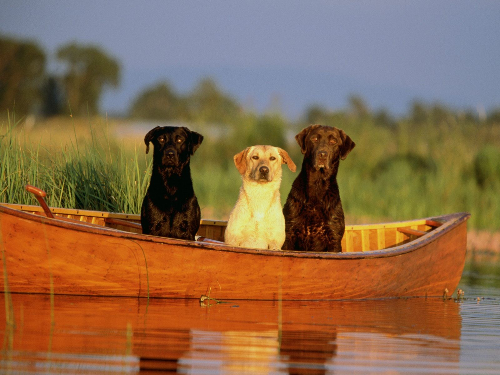 labradors bateau rivière amis