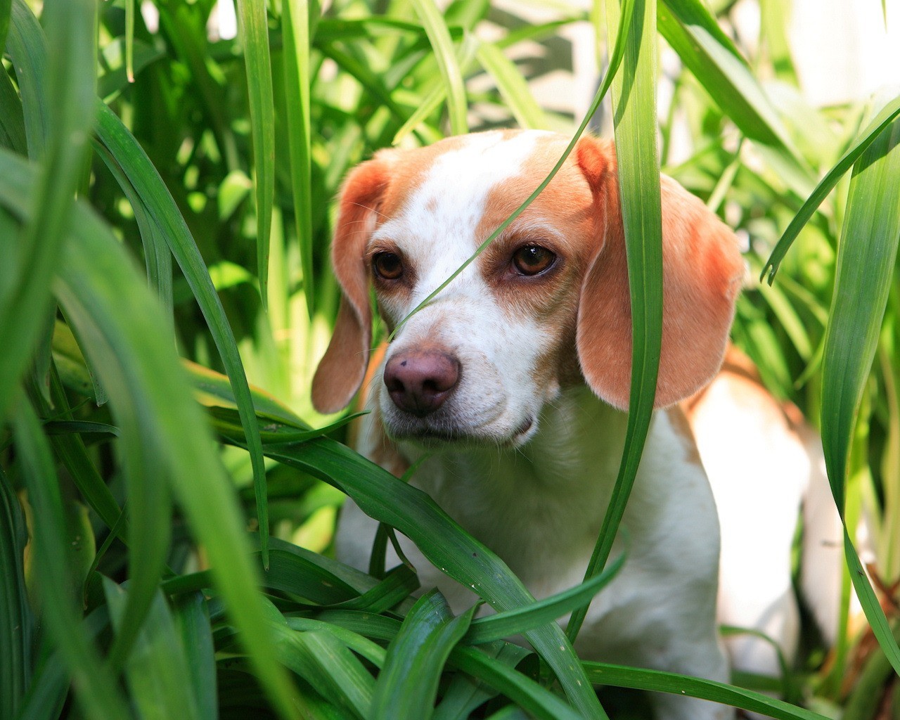 hierba verde cachorro